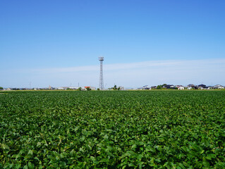 Fototapeta na wymiar 日本の大豆畑と携帯基地局の風景　米から転作された大豆畑