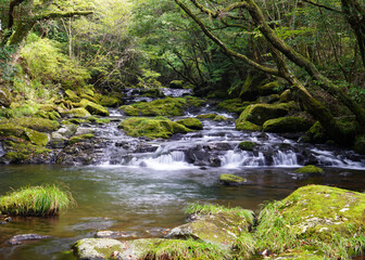 阿蘇山の伏流水を集めて流れる渓流　熊本県の観光地菊池渓谷