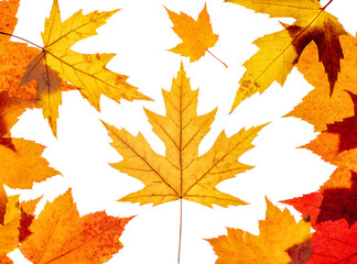 Naklejka na ściany i meble Group of yellow and red maple leaves patterned to look somewhat like a Canadian Flag on a transparent background. 