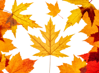 Group of yellow and red maple leaves patterned to look somewhat like a Canadian Flag on a transparent background.
