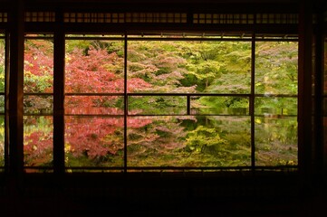 Naklejka premium the reflection of Japanese maple in Autumn 