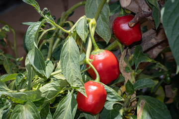 Rocoto, ají peruano, fruto maduro en planta listo para ser cosechado.