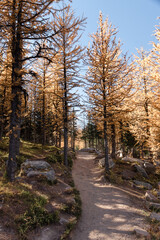 Larch Valley II.