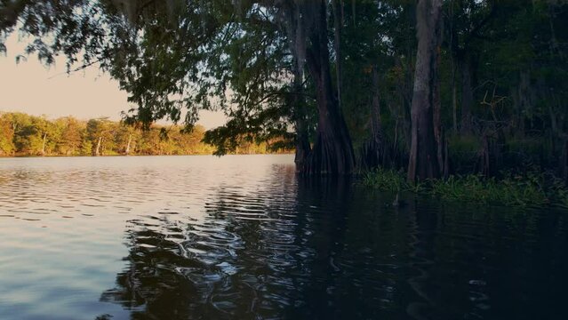 Louisiana swamp bay cypress trees and cypress knees golden hour dolly in