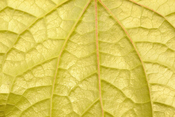 close up young betel leaf texture