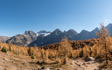 Larch Madness XI. 