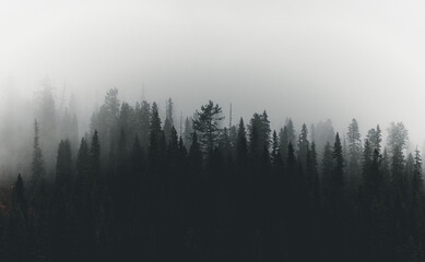 Fototapeta na wymiar Misty Trees