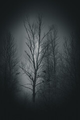 Misty Tree II.