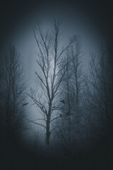 Obraz na płótnie Canvas Misty Tree I. 