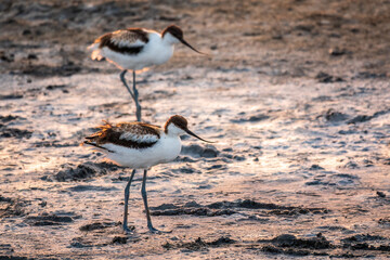 Two Water birds pied avocet, Recurvirostra avosetta, standing on salt lake shore in pink sunset...