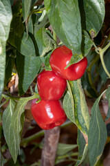 Rocoto, ají peruano, fruto maduro en planta listo para ser cosechado.