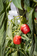 Rocoto, ají peruano, fruto maduro en planta listo para ser cosechado.