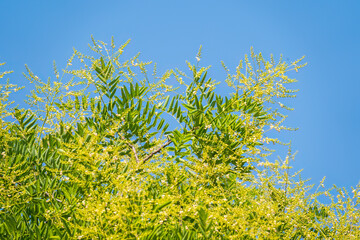Acacia branch Robinia pseudoacacia is abundant blooming with white flowers. False acacia. Close-up. Selective focus.