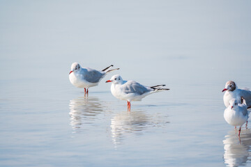Flock of Seagulls, The European herring gull, swims on the calm lake shore