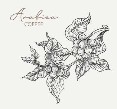 coffee label packaging of drawing and vector. coffee banner for promotion digital of coffee bean. poster coffee and sticker label