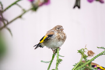 European goldfinch with juvenile plumage, feeding on the seeds of thistles. Carduelis carduelis.