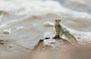 Blue spotted mudskipper fish (Boleophthalmus boddarti)