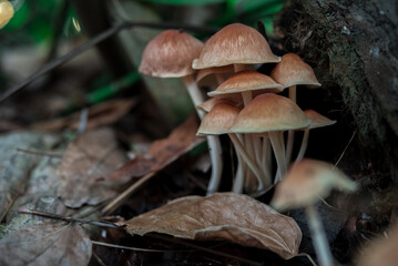Mushrooms in the forest
