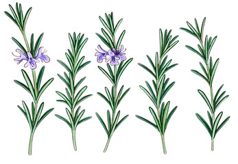 drawing rosemary with flowers and green leaves, Salvia rosmarinus, medicinal plants, aromatic herbs, hand drawn illustration