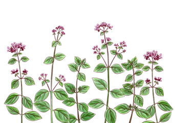 drawing oregano with flowers and green leaves, medicinal plants, aromatic herbs, hand drawn illustration