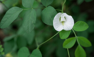 white Pea flowers