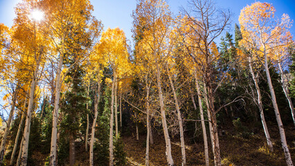 Fototapeta premium grass and sky