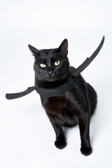 Black cat with bat wings in Halloween costume