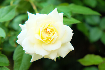 クリーム色のバラの花、クローズアップ