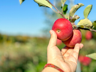 Picking organic apples in an orchard