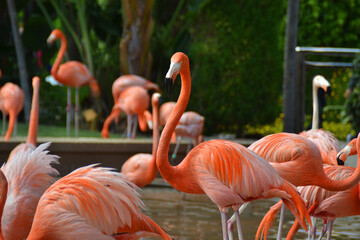 A group of brightly coloured flamingo standing in a pond in San Diego