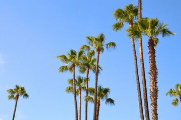Palm trees against a blue sky, Los Angeles, United States.