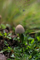 mushroom in the forest