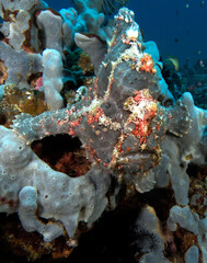 A Painted frogfish on a grey soft coral Boracay Island Philippines