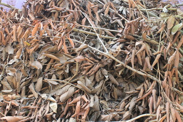 Garbage twigs and dried guava leaves next to the house

