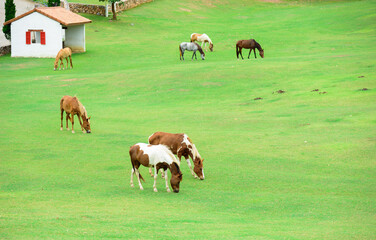 Horses on a farm