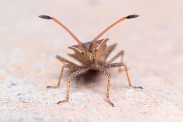 Boat Bug, Enoplops scapha, posed on a rock under the sun