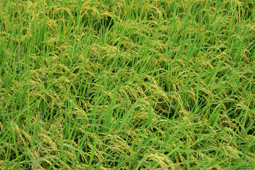 Rice farm, Rice field, Rice paddy in thailand, rice field in Beautiful sunrise