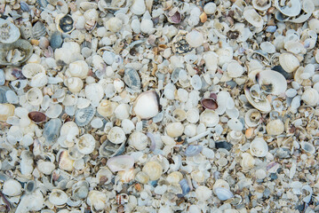Natural sand and shells background