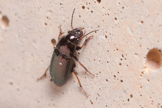 Ground beetle, Harpalus sp., climbing a concrete wall under the sun