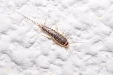 Silverfish insect, Lepisma saccharina, walking on a white wall