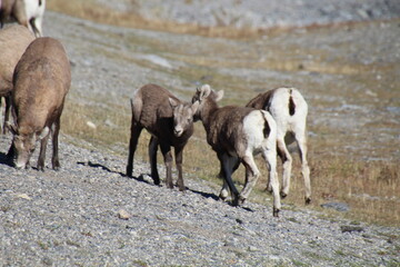 Fototapeta premium herd of sheep