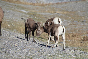 Sheep Facing Off, Nordegg, Alberta