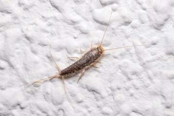 Silverfish insect, Lepisma saccharina, walking on a white wall
