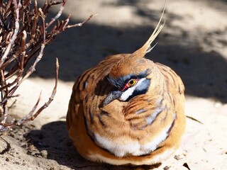 Distinguished gorgeous Spinifex Pigeon in mesmerising beauty.