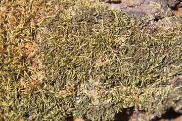 Moss on a tree that has been cut down

