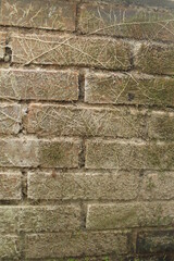 A brick wall overgrown with moss and plant roots potrait

