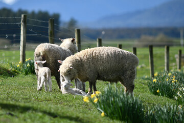 Naklejka premium Spring lambs and sheep in a paddock of daffodils