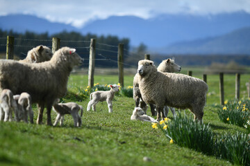 Spring lambs and sheep in a paddock of daffodils