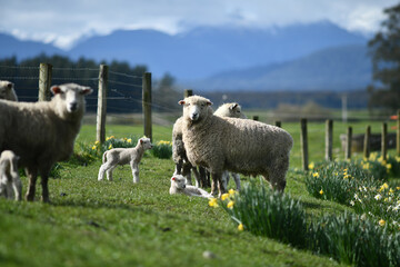 Spring lambs and sheep in a paddock of daffodils - 538792897