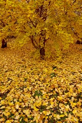 銀杏の葉の散る黄色い風景